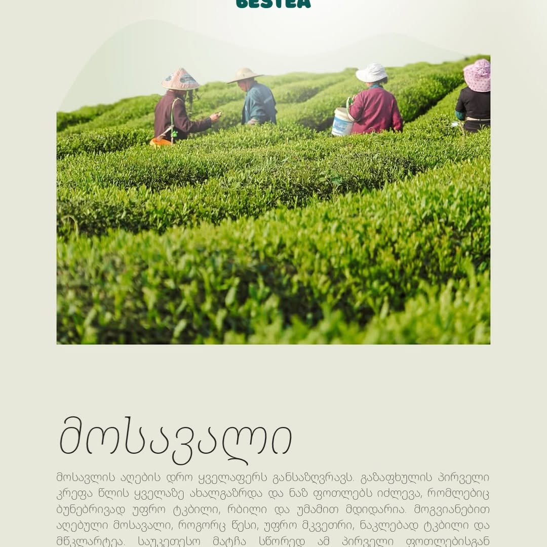 Four pickers in wide-brimmed hats working between long rows of bright green tea bushes