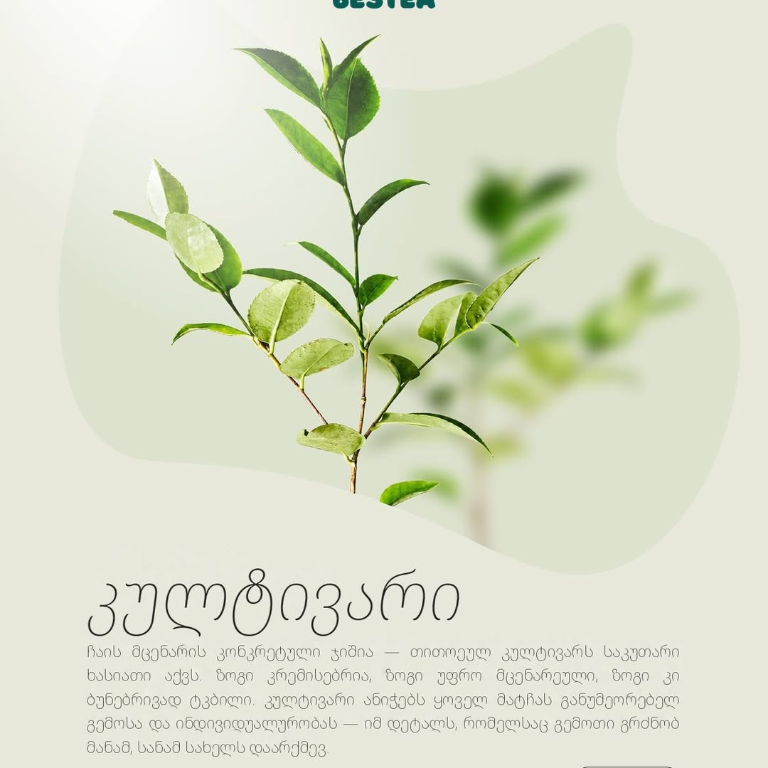 A young tea shoot with pale new leaves, a second plant blurred behind it